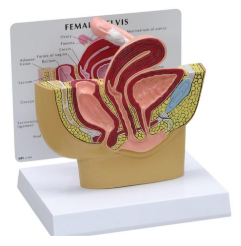 Picture of Female Pelvis Model