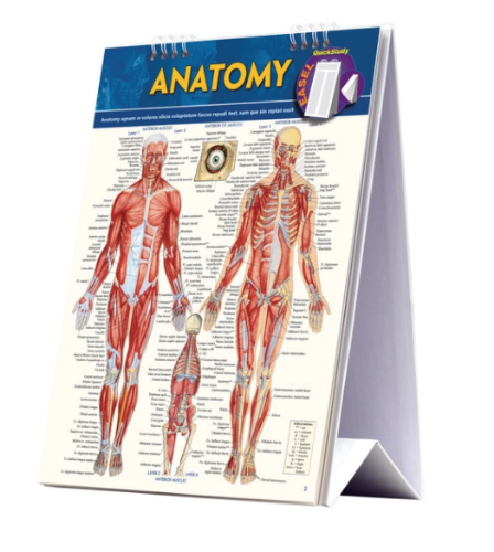 Picture of QuickStudy | Anatomy Easel