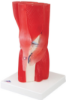 Picture of 3B Scientific Anatomical Model - knee joint with removable muscles, 12-part - Includes 3B Smart Anatomy