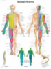 Picture of Anatomy Charts