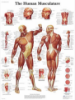 Picture of Anatomy Charts