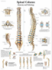 Picture of Anatomy Charts