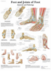 Picture of Anatomy Charts